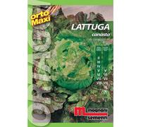 Semi orto maxi Lattuga canasta