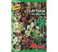 Semi orto maxi Lattuga taglio mix