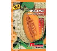 Semi orto maxi Melone retato