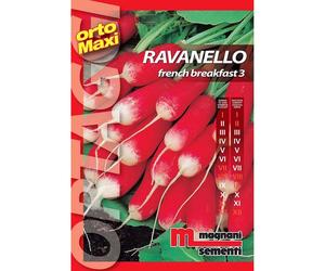 Semi orto maxi Ravanello French breakfast