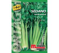 Semi orto maxi Sedano verde Pascal