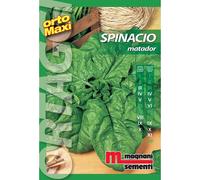 Semi orto maxi Spinacio Matador