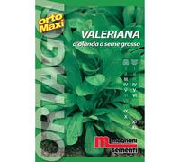 Semi orto maxi Valeriana d`Olanda seme grosso