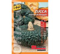 Semi orto maxi Zucca marina di Chioggia