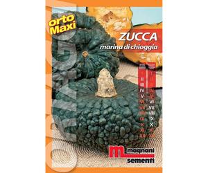 Semi orto maxi Zucca marina di Chioggia
