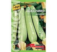 Semi orto maxi Zucchino genovese