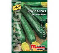Semi orto maxi Zucchino nero milanese