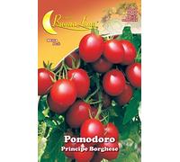 SEMI ORTO POMODORO CILIEGINO