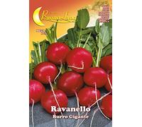 SEMI ORTO RAVANELLO GIGANTE