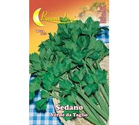 SEMI ORTO SEDANO VERDE DA TAGLIO 10 PZ