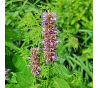 Semi pachulí decorativi balcone semi giardino perenne resistente che copre il terreno giardino a 500pcs