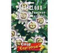 Semi - Passiflora Caerulea (Fiore della passione)