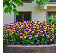 semi pensieri di interni esotici prato selvatico, semina autunno, estate perenne balcone primavera primavera serrature balcone reale in 225pcs