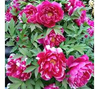 semi peonie - Le rocce da giardino sono resistenti resistenti esotici, semi prato balcone giardino 160pcs