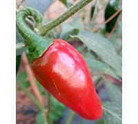 SEMI PEPERONCINI--BIG JALAPENO PICCANTE+ GUIDA COLTIVAZIONE