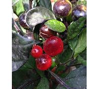 SEMI PEPERONCINI-BLACK PEARL