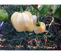 SEMI PEPERONCINO-7 POD WHITE-+ GUIDA ALLA COLTIVAZIONE