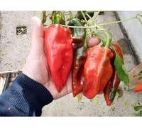 SEMI PEPERONCINO ANCHO POBLANO