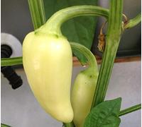 SEMI PEPERONCINO CALORO (jalapeno bianco)+ GUIDA COLTIVAZIONE