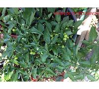 SEMI PEPERONCINO-CAPEZZOLI DI SCIMMIA-