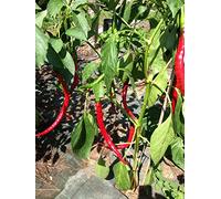 SEMI PEPERONCINO-CAYENNA JOES LONG-THAI DRAGON RED-BISHOP CROWN-