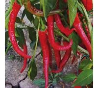 Semi Peperoncino Cayenna - Piccantezza Leggera - 150 Semi Non OGM - Peperone Piccante Sottile - Ideale per Orto, Vaso e Giardino - Coltivazione Facile