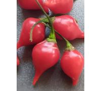 SEMI PEPERONCINO CHUPETINHO+ GUIDA ALLA COLTIVAZIONE