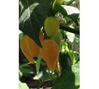 SEMI PEPERONCINO CHUPETINHO RED E YELLOW
