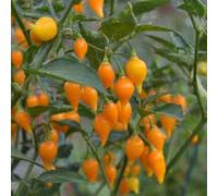 SEMI PEPERONCINO CHUPETINHO YELLOW+ GUIDA ALLA COLTIVAZIONE