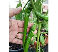 SEMI PEPERONCINO DOLCE DEI PAESI BASCHI EDI SEIGNANX