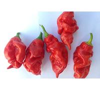 SEMI PEPERONCINO DORSET NAGA + GUIDA ALLA COLTIVAZIONE