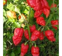 SEMI PEPERONCINO-FATALII JIGSAW-+ GUIDA ALLA COLTIVAZIONE