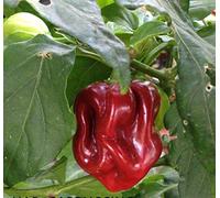 SEMI PEPERONCINO-HABANERO CAPPUCCINO-HABANERO WHITE BULLET