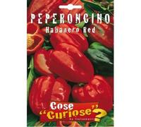 Semi - Peperoncino - Habanero Caribbean Red