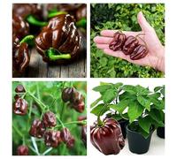 Semi Peperoncino Habanero Chocolate - 150 Semi, Varietà peperone Piccante dei Caraibi, Ideali per Coltivazione in Vaso, Balcone, Giardino e Orto