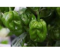 SEMI PEPERONCINO HABANERO GREEN