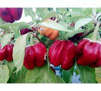 SEMI PEPERONCINO HABANERO KOPPAL KARNATAKA