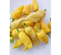 SEMI PEPERONCINO HABANERO NARAJA