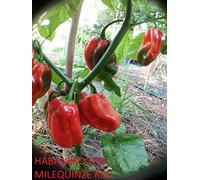 SEMI PEPERONCINO HABANERO -NUOVE VARIETA' POCO COMUNI-