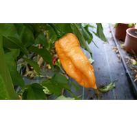 SEMI PEPERONCINO HABANERO PEACH+ GUIDA ALLA COLTIVAZIONE …