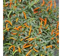 SEMI PEPERONCINO HOT THAI DRAGON ORANGE + GUIDA ALLA COLTIVAZIONE