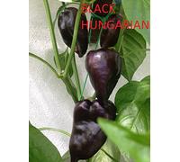 SEMI PEPERONCINO HUNGARIAN BLACK