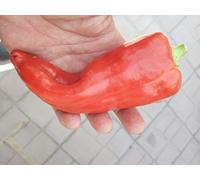 SEMI PEPERONCINO-I PIU' GROSSI- ACONCAGUA-GOLDEN MARCONI- NOCTURNE-AJI CATALAN