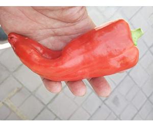 SEMI PEPERONCINO-I PIU' GROSSI- ACONCAGUA-GOLDEN MARCONI- NOCTURNE-AJI CATALAN