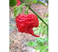 SEMI PEPERONCINO-JIGSAW-+ GUIDA ALLA COLTIVAZIONE