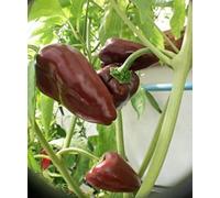 SEMI PEPERONCINO MULATO ISLENO+ GUIDA COLTIVAZIONE