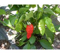SEMI PEPERONCINO-NAGA MORICH-