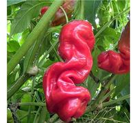Semi Peperoncino Peter Pepper