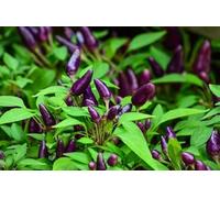 Semi Peperoncino Purple Viola - Piccantezza Media - Peperone piccante 150 Semi Non OGM - Peperoncini Ornamentali e Commestibili - Ideali per Vaso, Orto e Giardino - Coltivazione Facile