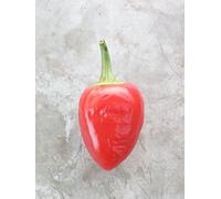 SEMI PEPERONCINO SABINO